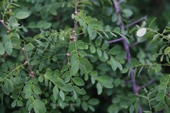 Phyllanthus pinnatus